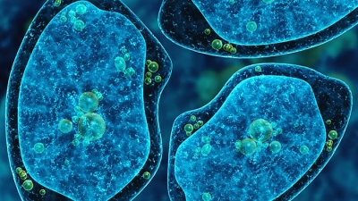 Amoeba
